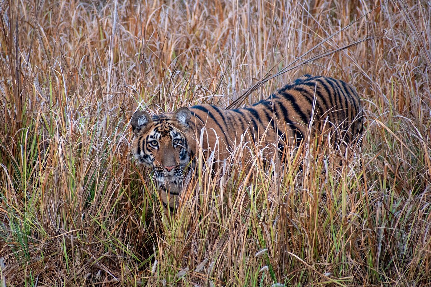 Tadoba